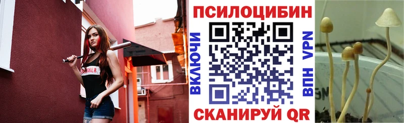 Купить где  Александров  Псилоцибиновые грибы прущие грибы 